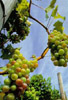grapes