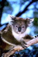 koala