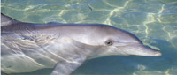dolphin