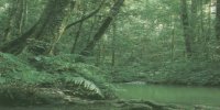 rain forest