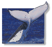 a whale's tail