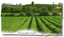 vineyards