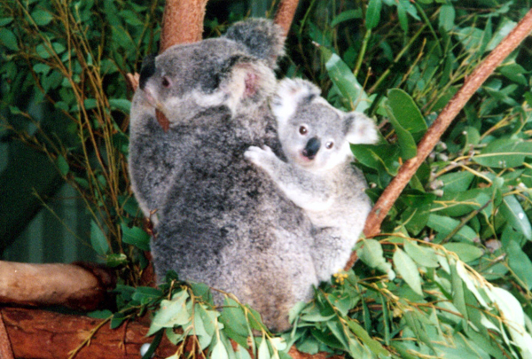012-brisbane.jpg