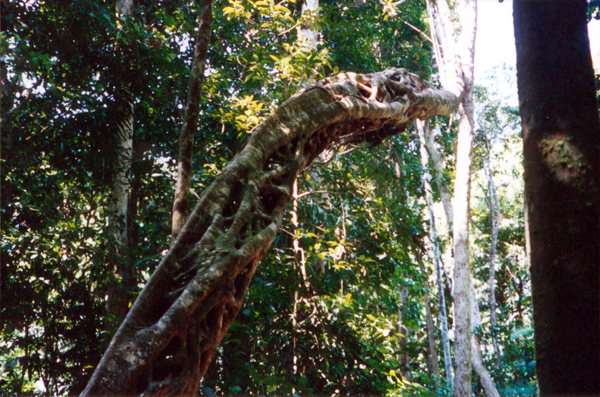 028-cairns-portdouglas.jpg
