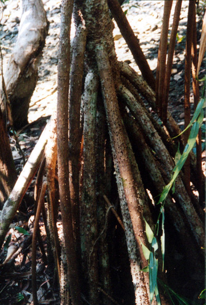 030-cairns-portdouglas.jpg