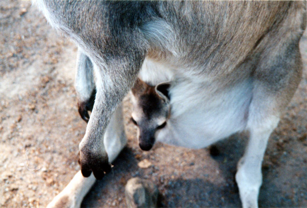 063-1-cairns-portdouglas.jpg