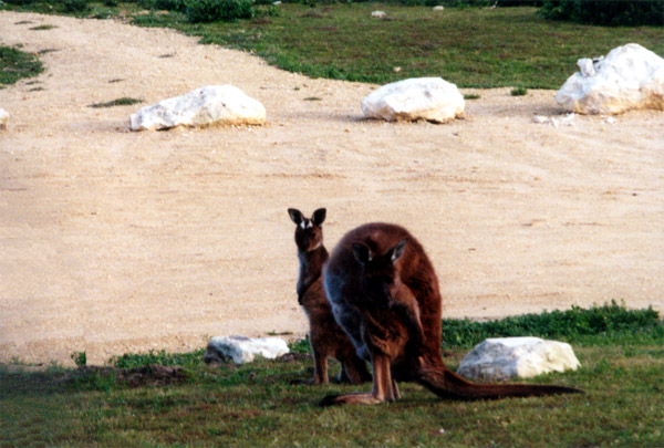 099-1-kangarooisland.jpg