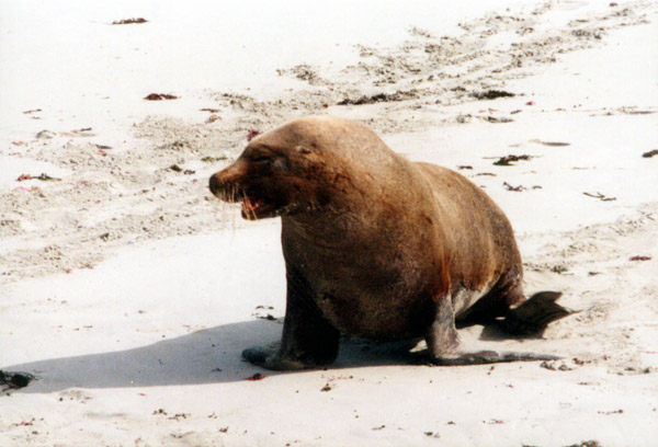 100-2-kangarooisland.jpg