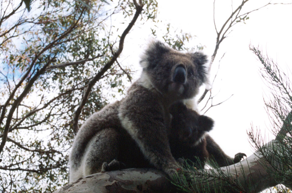 111-kangarooisland.jpg