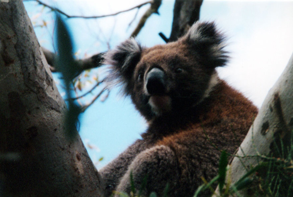 112-kangarooisland.jpg
