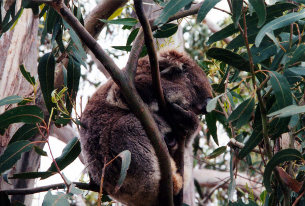 113-kangarooisland.jpg