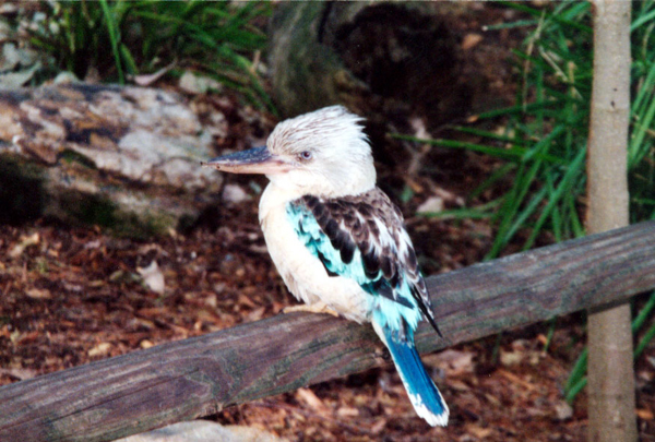 139-sydney.jpg