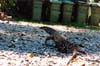 025-cairns-portdouglas