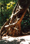 027-cairns-portdouglas