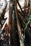 030-cairns-portdouglas
