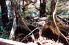 032-cairns-portdouglas