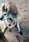 062-cairns-portdouglas