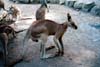 065-1-cairns-portdouglas