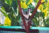 066-cairns-portdouglas