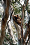 097-kangarooisland