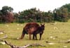 098-kangarooisland