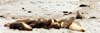 099-kangarooisland