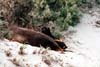 100-1-kangarooisland