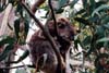 113-kangarooisland