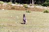 117-kangarooisland